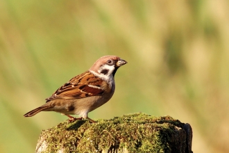 Tree sparrow credit Adam Jones