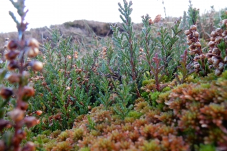 Mosses growing on peatland