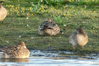 Garganey © Richard Scott 2020