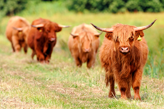 Four Highland cattle walking in line through a grazed field. Photographer: Terry Whittaker 2020VISION