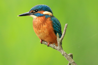 Kingfisher perched on a branch. Photograph by John Hawkins