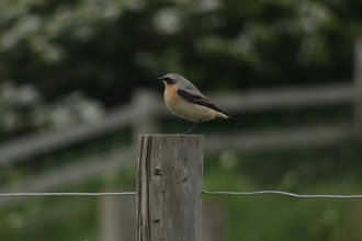 Male Wheatear sat on top of a fence post facing the left 
