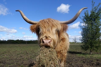 Highland cow chomping on some hay hanging out of its mouth