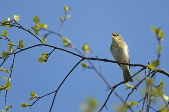 A willow warbler singing from a branch, fresh green leaves emerging around it, against a bright blue sky