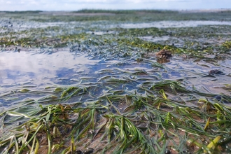 Green seagrass fronds amongst pools of water in the Humber
