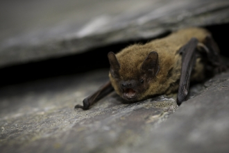 Common pipistrelle bat (c) Tom Marshall