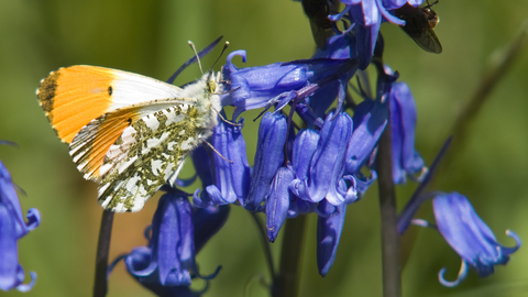 Orange-tip Butterfly