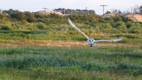 Barn owl in flight over green meadow at North Cave Wetlands nature reserve. Head facing towards camera, but looking towards the right, with wings outstretched. It is on the right hand side of the frame and as you look at it, its left wing is tilted higher, whereas its right wing is horizontal.