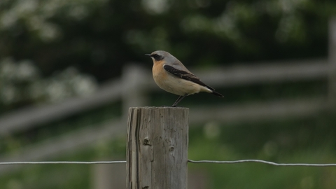 Male Wheatear sat on top of a fence post facing the left 