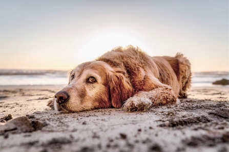 Dog on beach