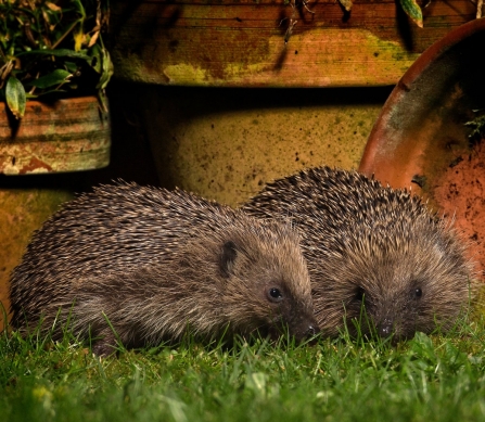 Hedgehogs (c) Jon Hawkins