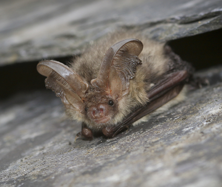A brown long eared bat emerging from between some roof tiles - (C) Tom Marshall