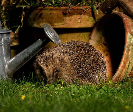 A hedgehog in a back garden