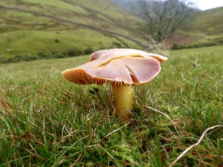 Fungus in a field by Andrew Darnton