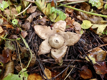 Fungus by Andrew Darnton