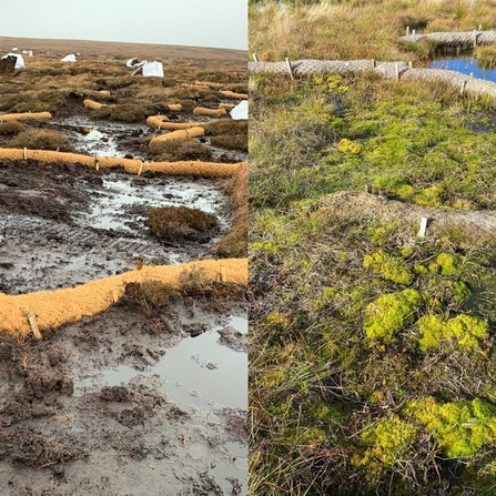Left half: open, bare peat, coir rolls dotted about but very visible. Right half: substantial vegetation, pools of water, coir rolls barely visible