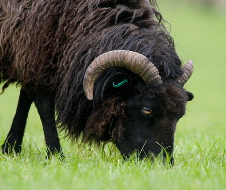 A Hebridean sheep grazing in a field. Photograph by Tom Marshall