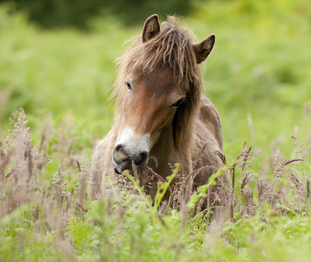 Exmore Pony, laydown and chewing on grass. Photo by Ross Hoddinott/2020VISION