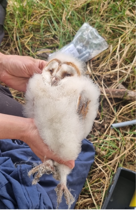 A pale brown fluffy barn owlet is being held by the head and legs.