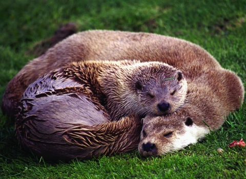 Sleeping Otters