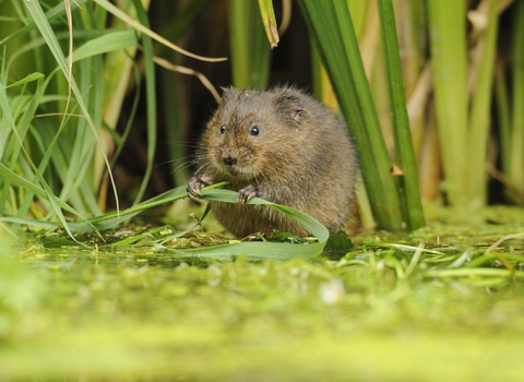 Water vole tucked into reeds holds a blade of grass