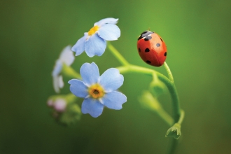 7 spot ladybird