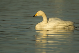 Whooper Swan