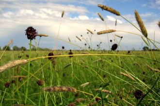 Meadows at Wheldrake Ings. - Carol Warren.