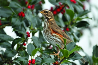 Red Wing on Holly - John Hawkins