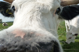 White Park cattle Credit Ellen Fairbank