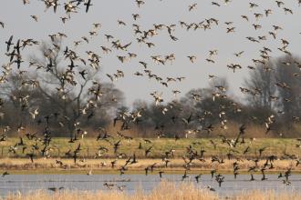 Wheldrake Ings Nature Reserve