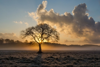 English oak in winter field