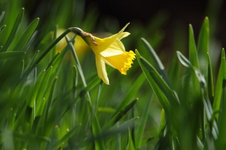 Wild Daffodil © Allen Holmes 2020