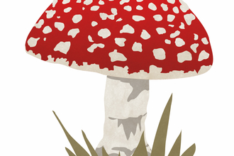 Fly agaric (c) Sally Henderson