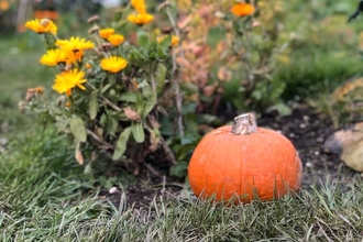 garden pumpkin