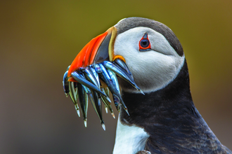 A closeup, profile photograph of a puffin. Its colour red, orange and blue bill is full of sand eels.