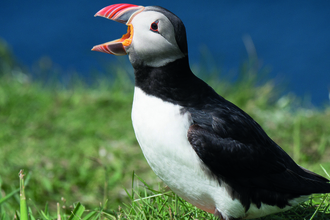 Puffin with beak open (Mick Armitage)