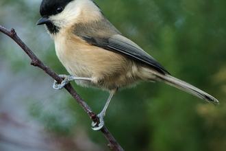 A willow tit perched a thing branch