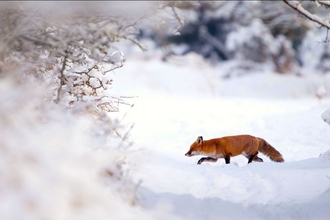 Fox in snow