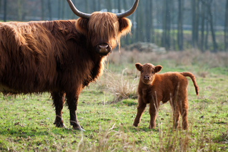 A highland cow and it's calf stood in a misty field by Paul Harris/2020VISION