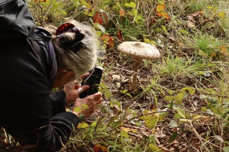 Common parasol mushroom being photographed by a YWT volunteer