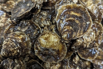 A pile of brown oysters