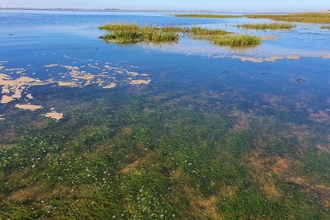 Saegrass in the Humber 