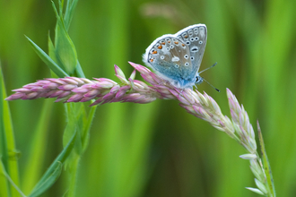 Common blue butterfly on grass