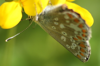 A northern brown argus butterfly visits a bright yellow bird's-foot-trefoil flower. Its wings are closed, showing the silvery brown underside with black and orange spots