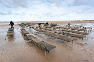 Oysters in trestles on the seashore