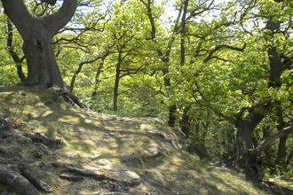 View of the woodlands in the woodlands. The tree on the left is higher and it's roots are visible all down the bank