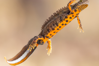 Great Crested Newt swimming in clear water