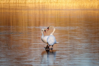 Two geese stood up heads down together on a lake surrounded by reed beds on a sunny low light winter day on a nature reserve.