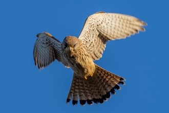 Kestrel looking down whilst in flight looking for prey on a clear blue sky background.